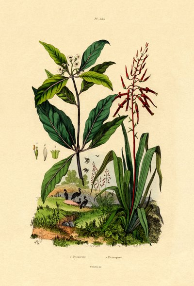 Pittosporum by French School